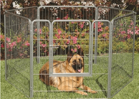 Large Dog in Pen