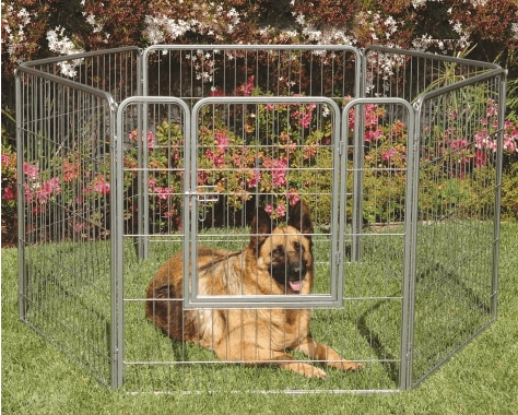 Large Dog in Pen