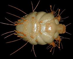 Sarcoptic Mites