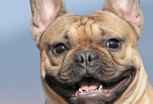 Dog with braces