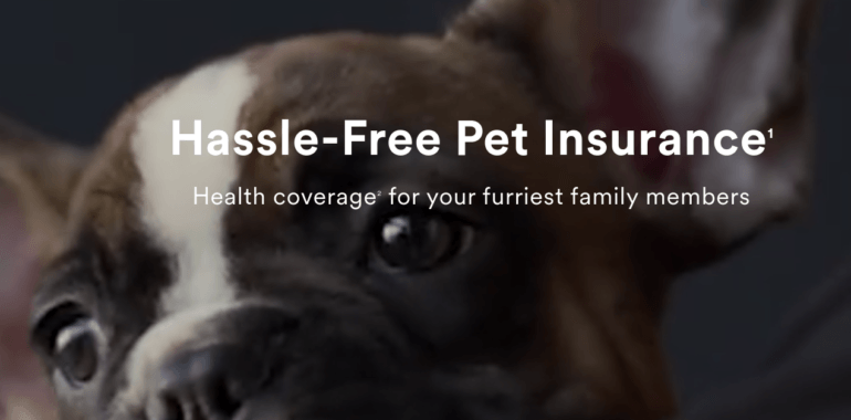 Pet Insurance