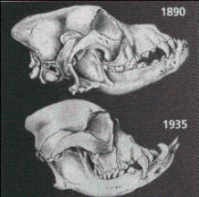 Bone Structure of the Olde English Bulldogge