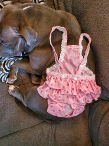 Dog Diaper