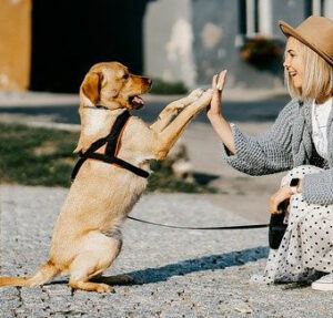 High Five Dog