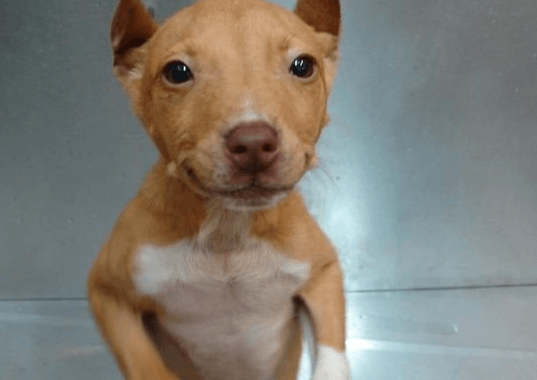 Pitbull Chihuahua Mix