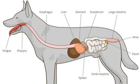 Megaesophagus