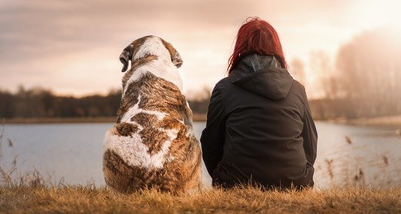 Dog and person