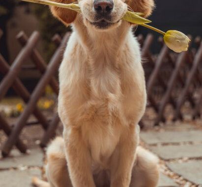 Dog with flower