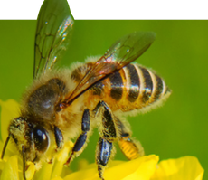 Bee