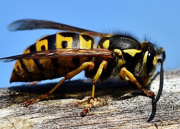 Wasp