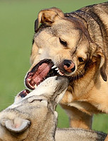 Dogs Fighting