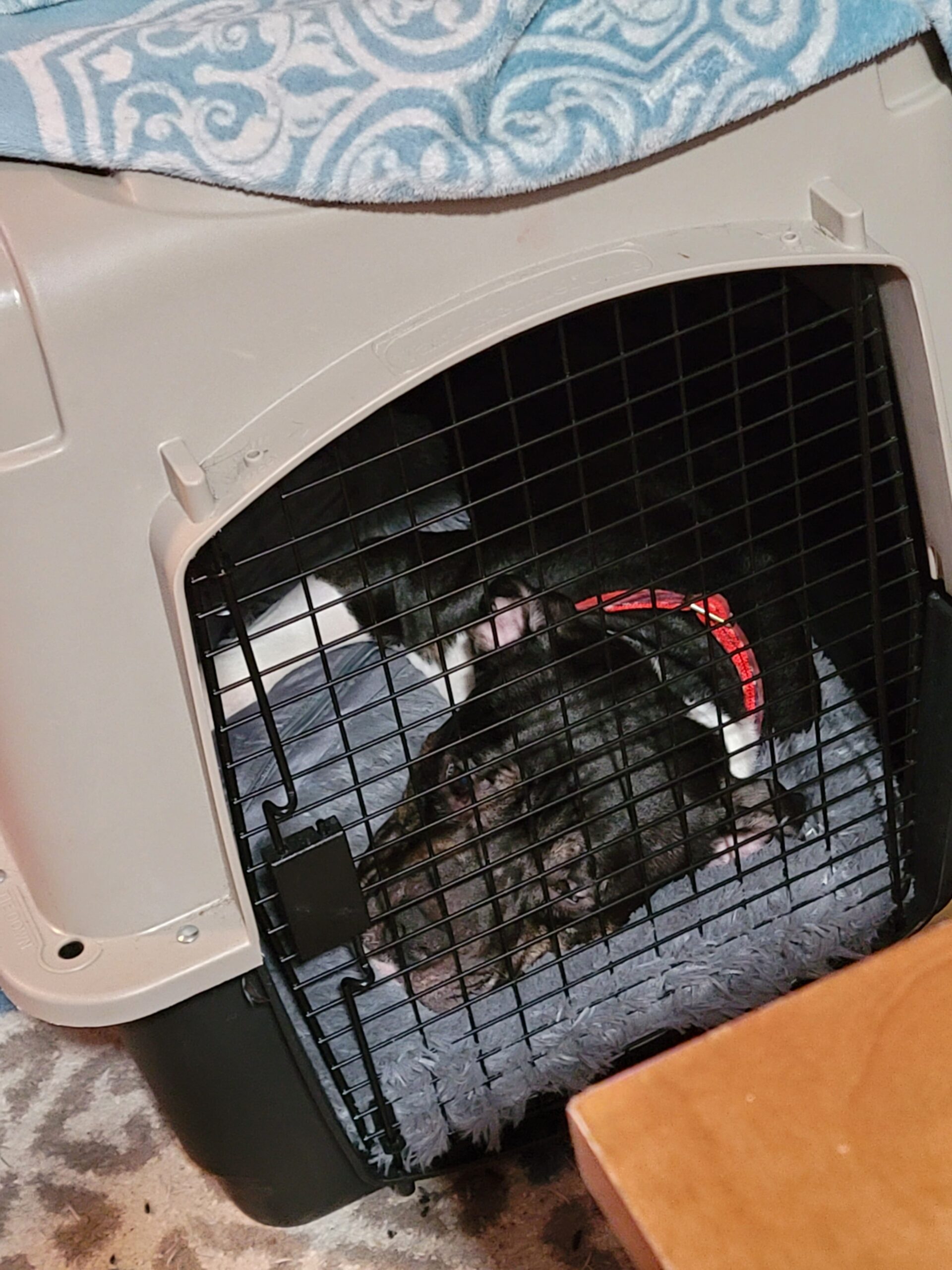 Kennel Rotating Your Dogs AK Hurricane Bullies
